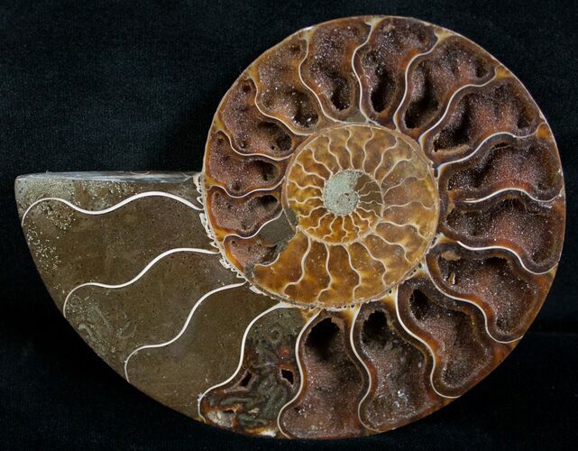 Beautiful Split Ammonite (Half) #6191